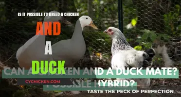 Inter-species Breeding: Can Ducks and Chickens Mate?