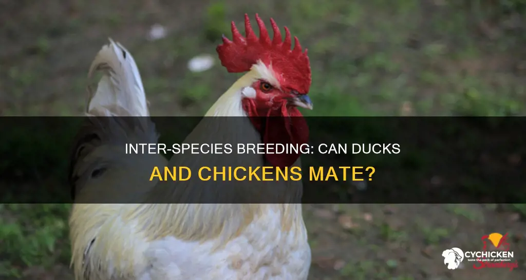 is it possible to breed a chicken and a duck
