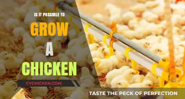 Can Chickens Be Grown? Unraveling the Myth and Reality