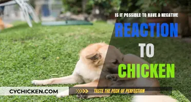 Chicken Intolerance: Is It Possible to Be Allergic?