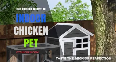 Keeping Chickens Indoors: A Good Pet Option?