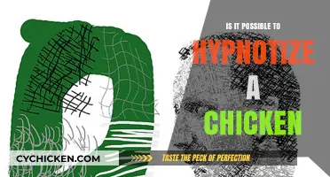 Can Chickens Be Hypnotized? Unveiling the Truth Behind the Myth