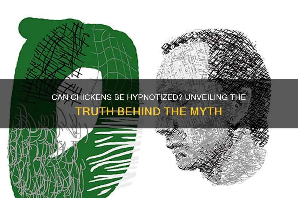 is it possible to hypnotize a chicken