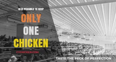 Can You Successfully Keep a Single Chicken? Exploring Solo Poultry Care