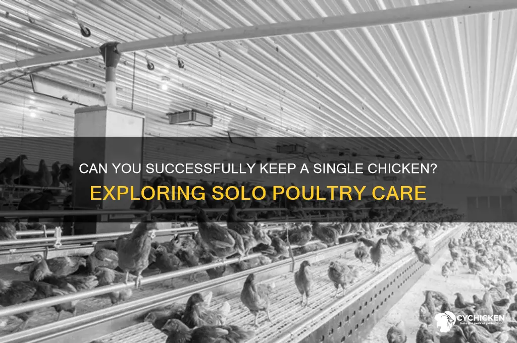 is it possible to keep only one chicken