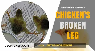 Splinting a Chicken's Broken Leg: Is It Possible?