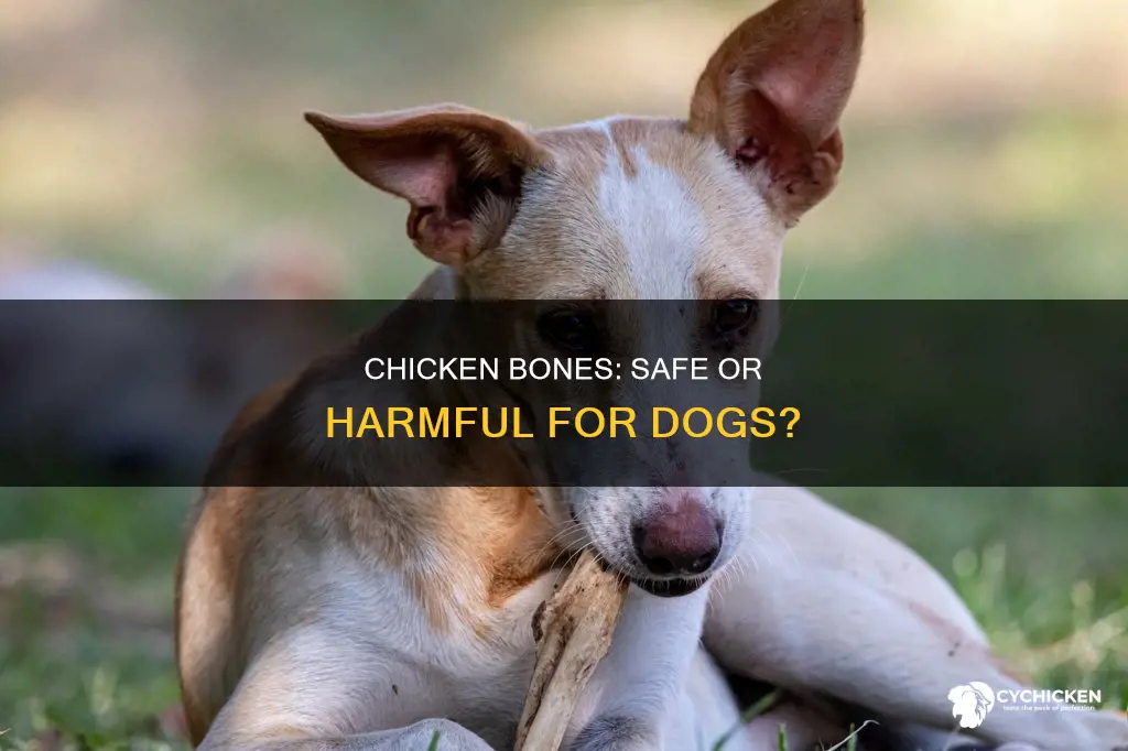 is it safe for dogs to have chicken bones