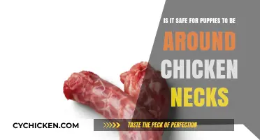 Chicken Necks: Safe Treats for Puppies?