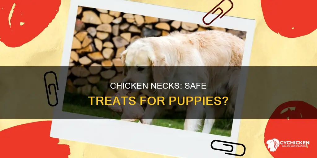 is it safe for puppies to be around chicken necks