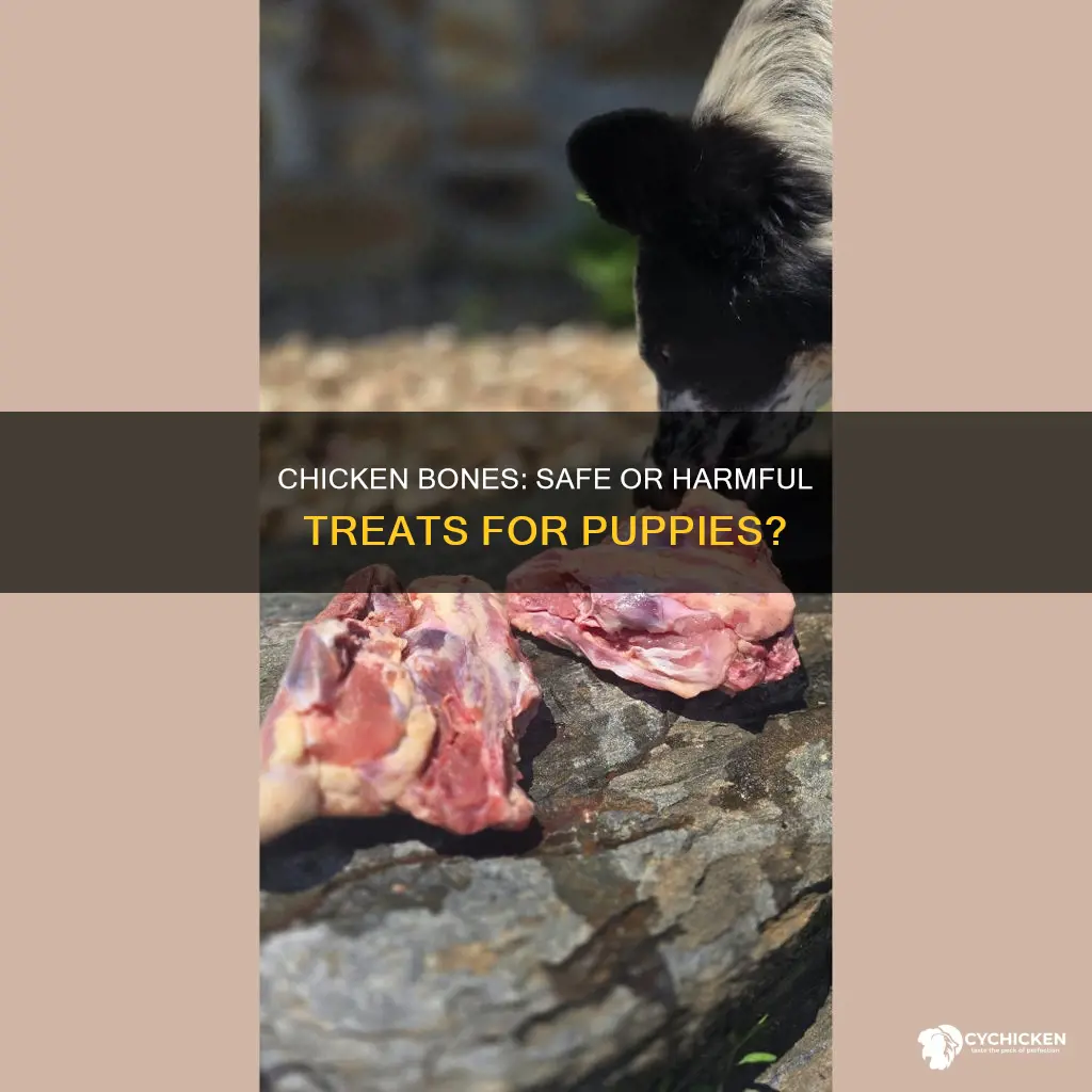 is it safe ti give a puppy a chicken bone