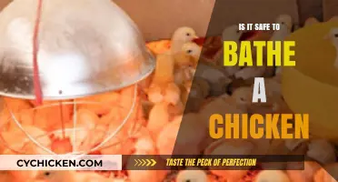 Is Bathing Chickens Safe? A Guide to Poultry Hygiene