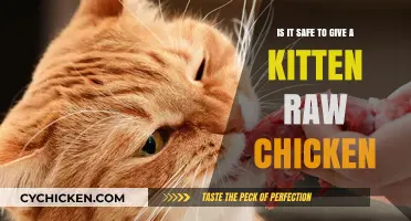Raw Chicken for Kittens: Safe or Not?