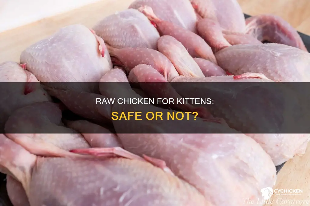 is it safe to give a kitten raw chicken