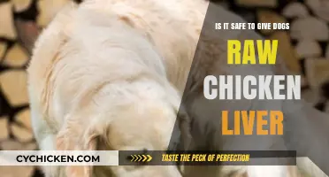 Raw Chicken Liver: Safe Treat or Health Risk for Dogs?