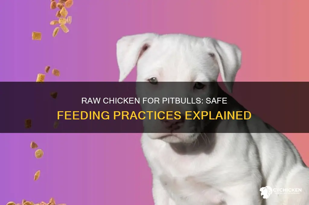 is it safe to give pitbulls raw chicken