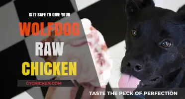 Raw Chicken for Wolfdogs: Safe or Not?