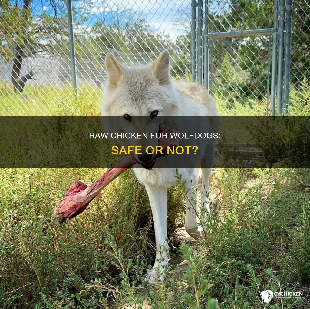 is it safe to give your wolfdog raw chicken