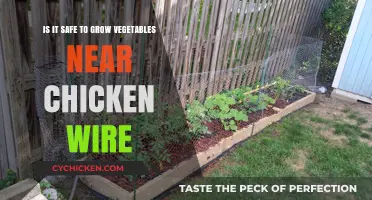 Growing Veggies Near Chicken Wire: Safe or Not?