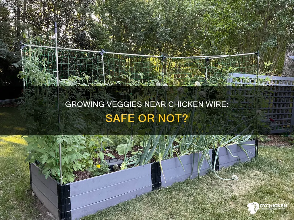 is it safe to grow vegetables near chicken wire