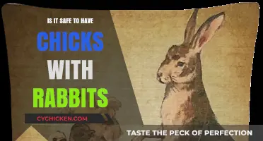 Chicks and Rabbits: Safe Housing Tips for Mixed Small Animal Care