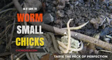 Worming Small Chicks: Safety Tips for Healthy Growth and Care