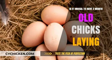 Chickens Laying at Three Months: Unusual or Not?