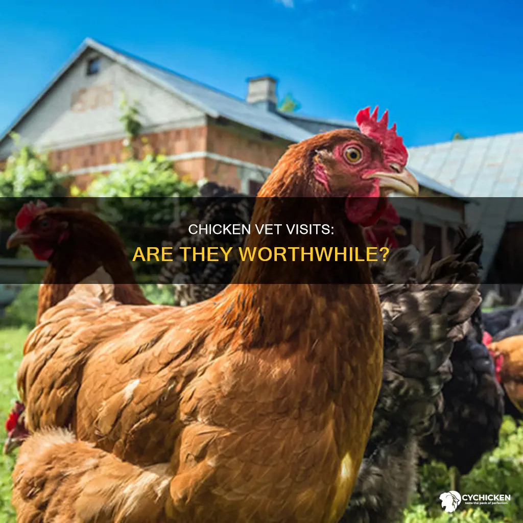 is it worth taking a chicken to the vet