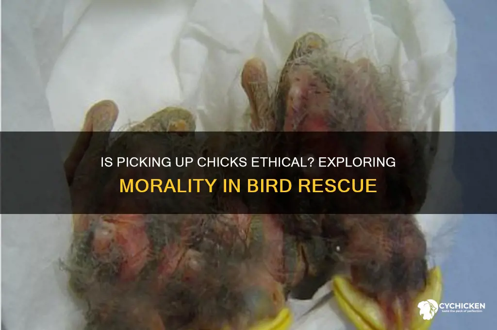 is it wrong to pick up chick