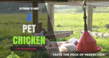 Is Raising Pet Chickens Challenging? A Beginner’s Honest Guide