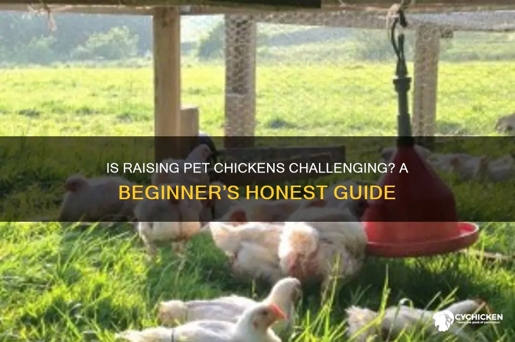 is ithard to have a pet chicken