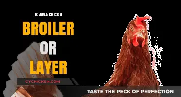 Java Chick: Understanding Its Role as a Broiler or Layer