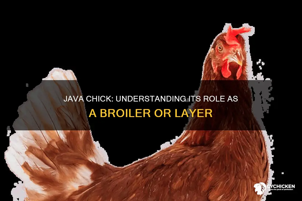 is java chick a broiler or layer