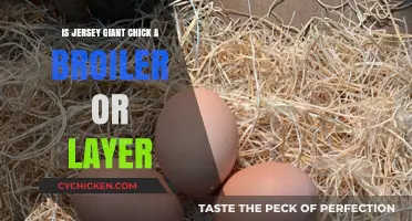 Jersey Giant Chick: Broiler or Layer? Unraveling the Poultry Puzzle