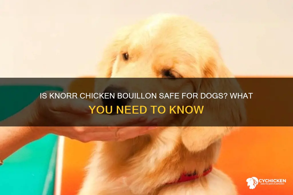 is knorr chicken bouillon safe for dogs
