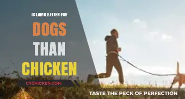 Lamb vs. Chicken: Which Protein is Better for Your Dog?