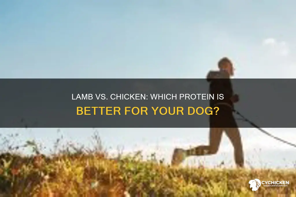 is lamb better for dogs than chicken