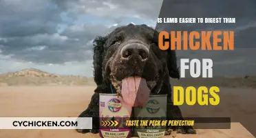 Lamb vs. Chicken: Which Protein Is Easier on Dogs' Tummies?