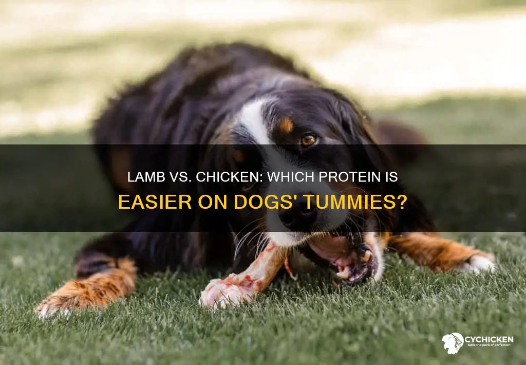 is lamb easier to digest than chicken for dogs