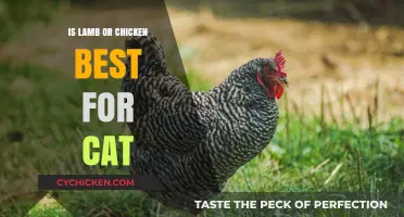 Lamb vs. Chicken: Which Protein is Ideal for Your Cat?