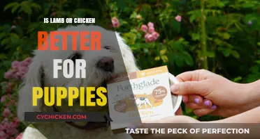 Lamb vs. Chicken: Which Protein is Best for Your Puppy?