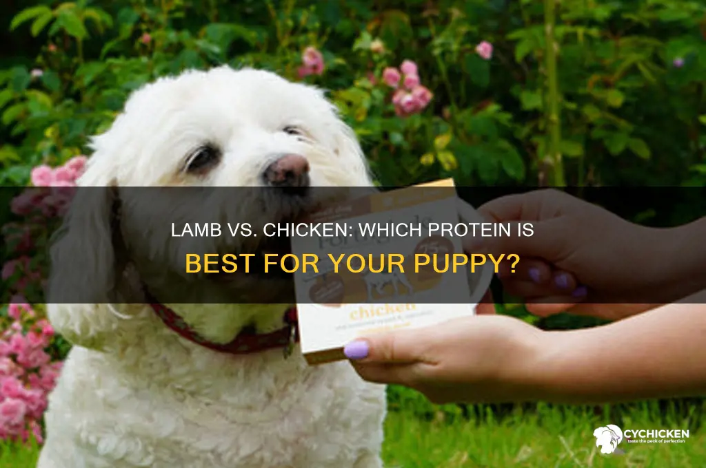 is lamb or chicken better for puppies