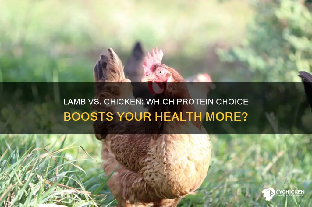 is lamb or chicken better for you