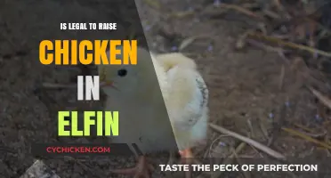 Is Raising Chickens Legal in Elfin? A Comprehensive Guide