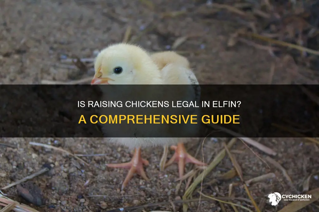 is legal to raise chicken in elfin