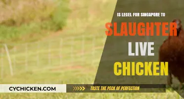 Is Live Chicken Slaughter Legal in Singapore? Exploring the Regulations