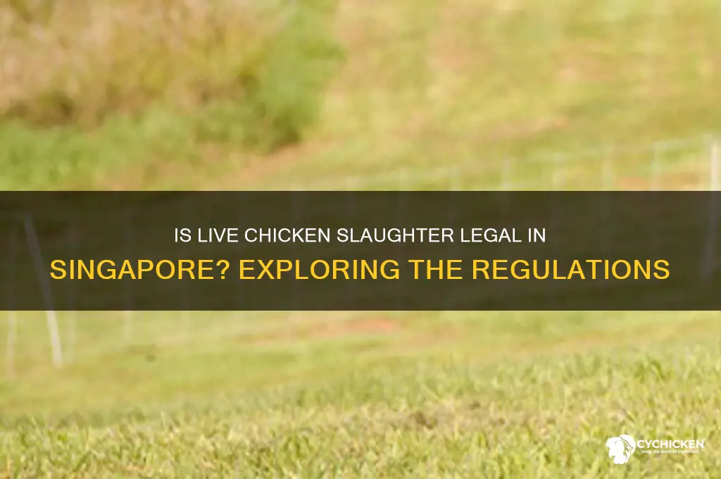 is legel for singapore to slaughter live chicken