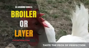 Leghorn Chick: Understanding Its Role as a Layer, Not a Broiler
