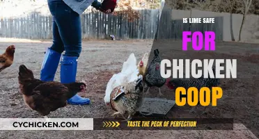 Natural Pest Control: Using Lime Safely in Your Chicken Coop