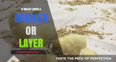 Malay Chick Classification: Broiler or Layer? Understanding Poultry Types