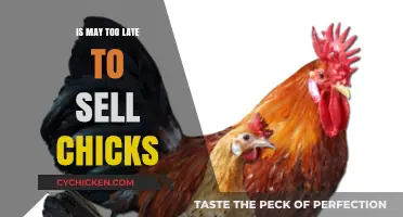 Is May Too Late to Sell Chicks? Expert Advice for Poultry Sellers